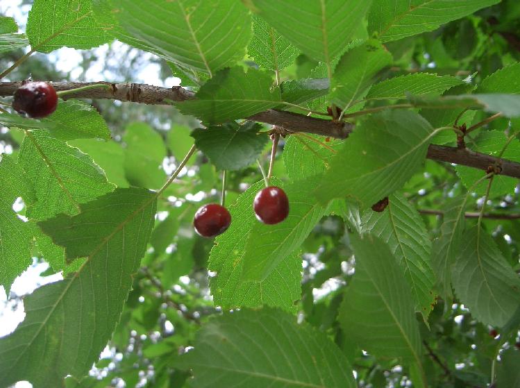 Prunus avium / Ciliegio selvatico